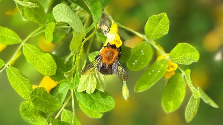 Foto av en fornøyd humle som har funnet seg til rette i en liten gul blomst.