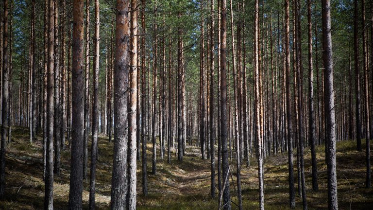 Skog